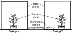 Fair Test: Acing Experiment-Based PSLE Science Questions II :: OwlSmart